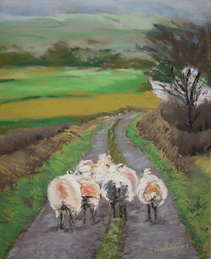 sligo sheep